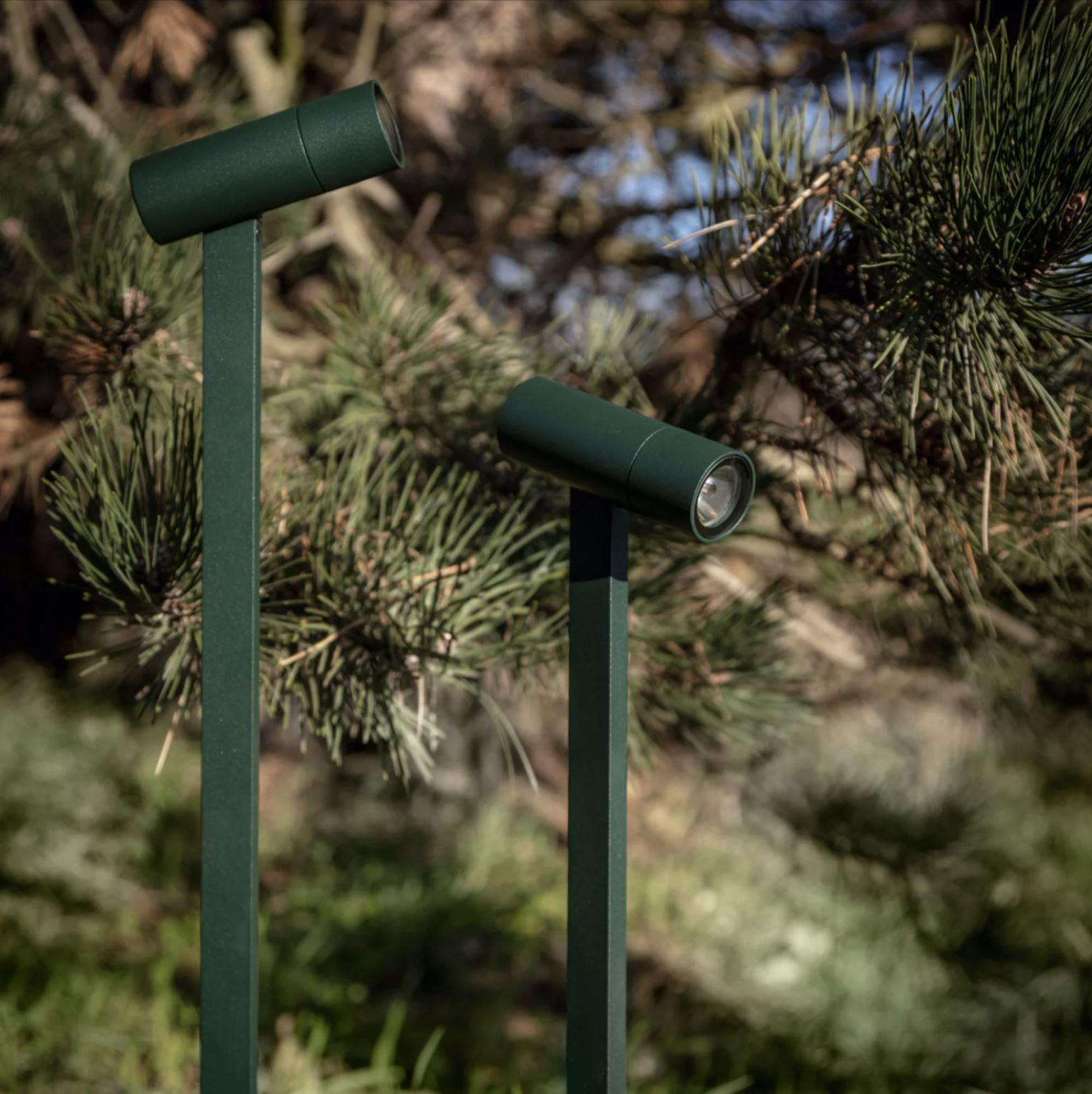 Spix-pine-grey