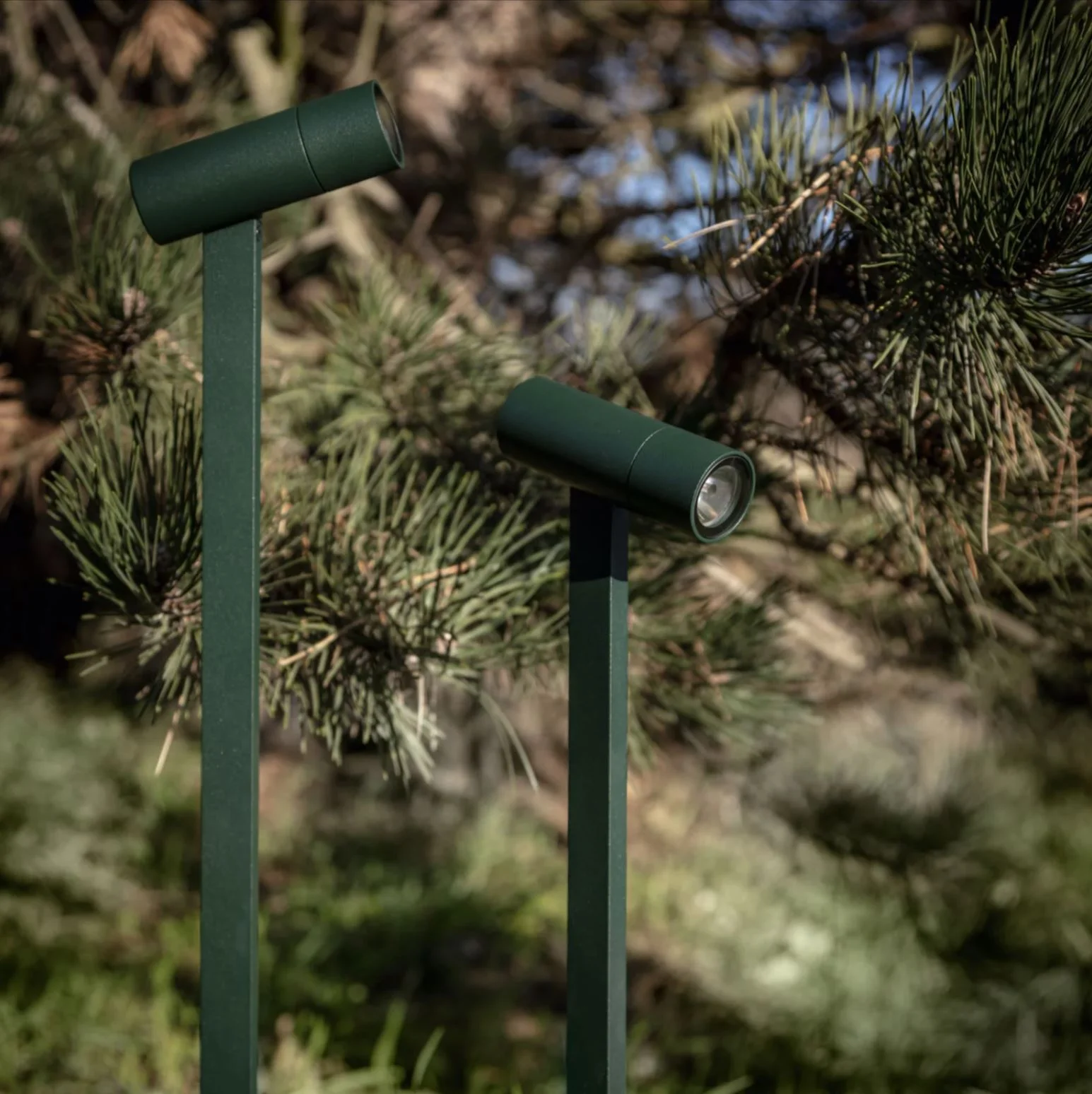 Spix-pine-grey